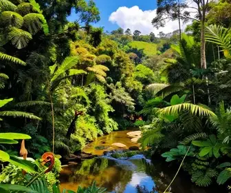 Descubra a Natureza e a Riqueza da Mata Atlântica em Embu das Artes Descubra a Natureza e a Riqueza da Mata Atlântica em Embu das Artes